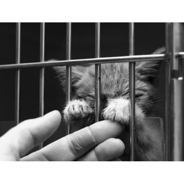 Animal Shelter of Love 眾生緣流浪動物之家 Cat Food Donation 貓糧捐贈 15kg